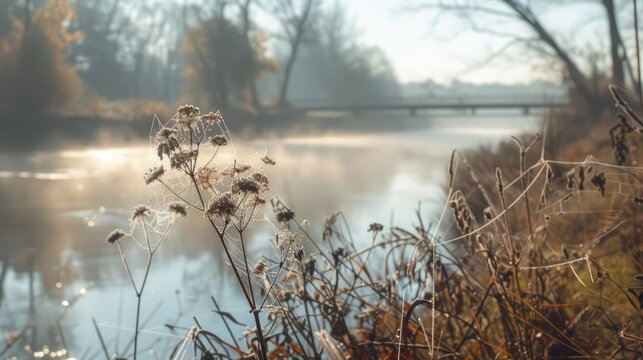 Morning riverside scene with spider web on dry plant
