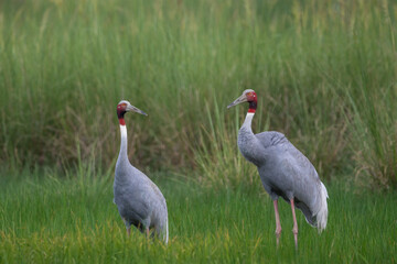 Pair of Sarus Crane (Grus antigone) in the farmland, the tallest flying bird in the world. 