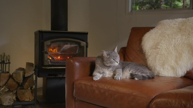 The warm room has a stunning fireplace crackling with fire, as a charming cat expertly washes its paws, perfectly capturing that delightful and cozy Christmas atmosphere we all adore