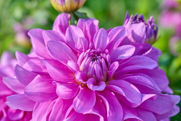 Obraz premium macro shot of a purple pink dahlia named Bluetiful , with dew drops on the petals
