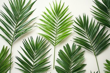 Fototapeta premium Lush Green Palm Fronds Arranged on a White Background