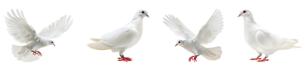 Fototapeta premium Four Elegant White Doves in Various Poses Isolated on Transparent Background