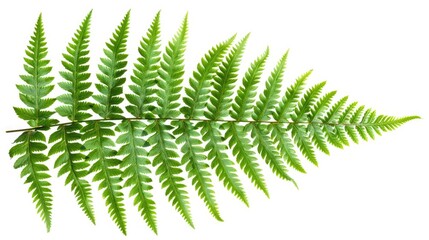 Isolated green fern leaf on white background