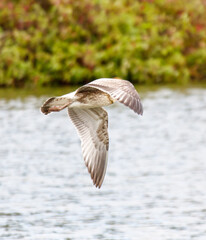 A bird is flying over a body of water