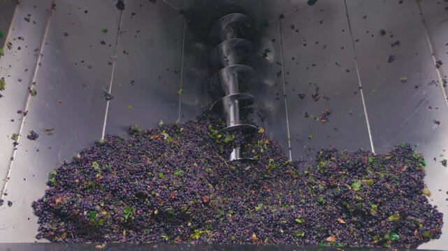 Grapes being processed in screw conveyor