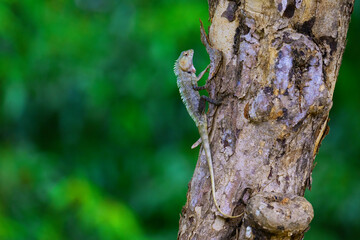 Guard lizard clinging to a tree.