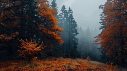 Overcast Fall Atmosphere