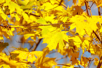 Yellow leaves on a maple tree in autumn
