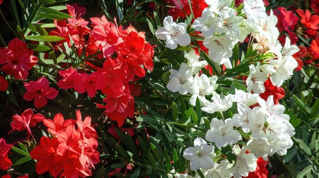 Red and white shrubs of Oleander