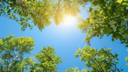 Fototapeta premium Image of trees under clear blue sky