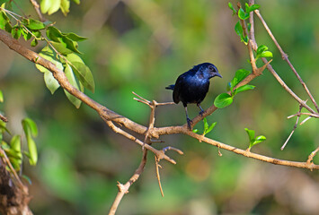 Indian robin, in Yala, Sri Lanka.