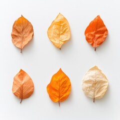 Autumn Themed Design: Six Gently Crumpled Leaves on White Background for Seasonal Decoration and Art