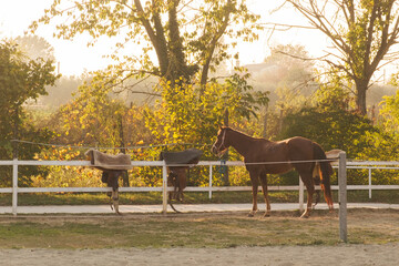 Cavalli al tramonto nel paddock