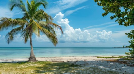 Palm tree on the tropical beach