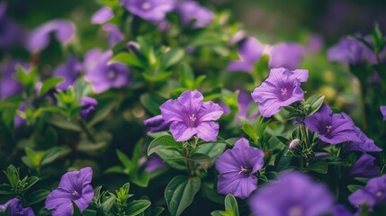 Fototapeta premium Purple flowers with green leaves in the wild