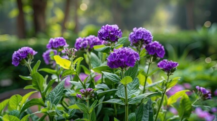 Obraz premium Purple flower blossoms surrounded by green leaves in an attractive garden setting