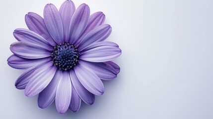 Purple flower in circular form on white backdrop