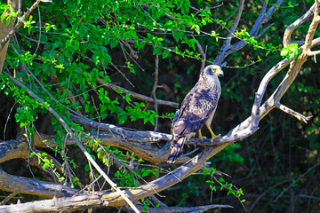 Juvenile Crested Serpent Eagle, in Yala, Sri Lanka.