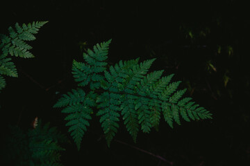 Lush green fern leaves growing harmoniously in a shaded forest environment during early morning light