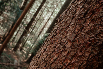 A close-up of bark on a pine tree amidst a serene forest setting during daylight hours