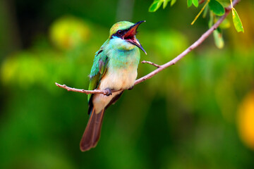 Little Green Bee Eater chirping.