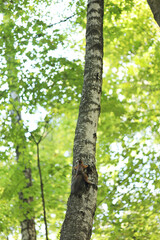 Red squirrel runs up a birch tree. Wildlife, forest animals.