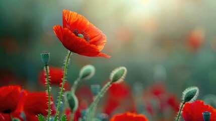 Obraz premium Red poppy flower in a photography backdrop