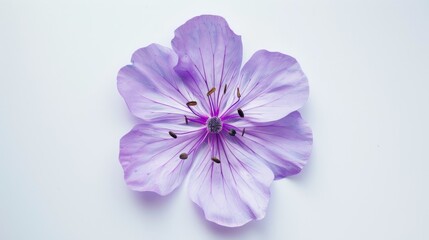 Obraz premium Purple flower in circular form on white backdrop