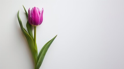 Fototapeta premium Purple tulip with green leaves on white backdrop