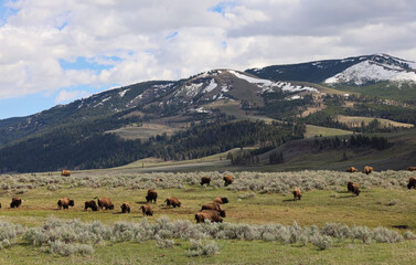 Bisons in Lamar Valley, Yellowstone © Haitong