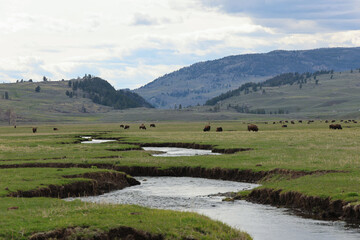 Bisons in Lamar Valley, Yellowstone