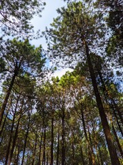 The Charm of Trees in the Outdoors