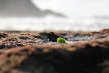 A Small Green Plant Is Growing Out Of A Rock
