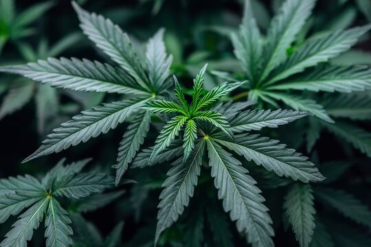 A Close-Up View of Cannabis Leaves with a Focus on a Central Leaf