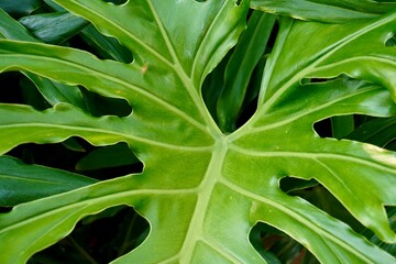 Green fresh botanical garden plant curly and curvy leaves isolated on horizontal ratio background.