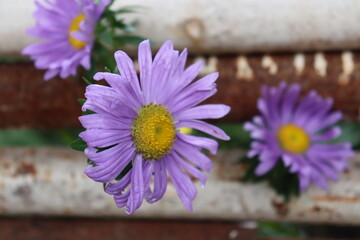 pink Aster, violet chrysanthemums flower in the garden. lilac Asters flowers close up. Callistephus or China aster and annual aster in the autumn garden 