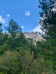 Forêt de Venaco en Corse dans le massif du Rotondo