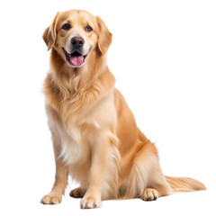 Fototapeta premium Golden retriever sitting, cheerful expression, transparent or white isolated background