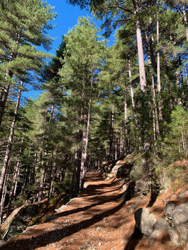 Sentier en for&ecirc;t de Venaco en Corse dans le massif du Rotondo