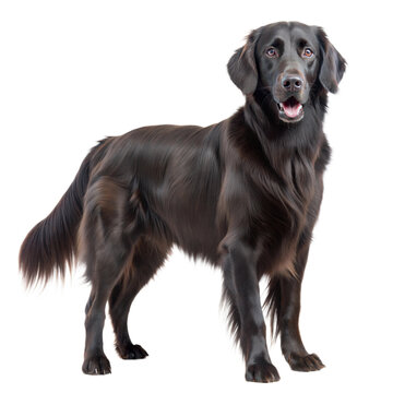 A majestic flat-coated retriever dog standing confidently on a transparent or white isolated background.