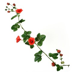 Bryony Flower isolated on white background.