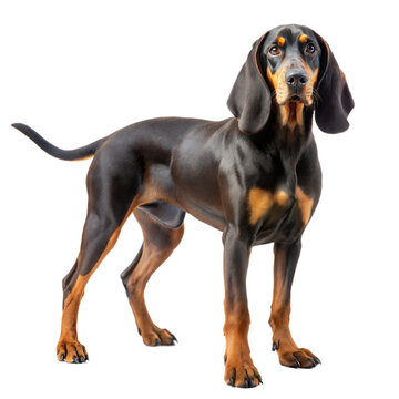 A majestic black and tan coonhound dog standing elegantly against a white or transparent background.
