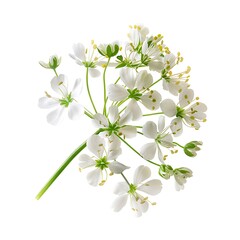 Obraz premium Coriander Flower isolated on white background.