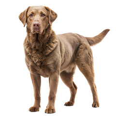 Charming brown chesapeake bay retriever standing proudly against a transparent or white isolated background.