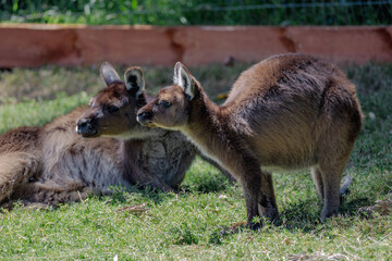 baby kangaroo on the grass