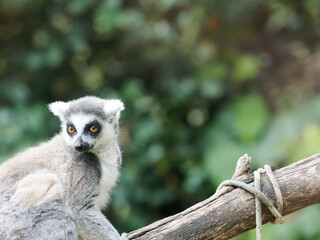 close-up of a cute ring-tailed lemur. Images of Lemur, Ring-tailed lemur, Monkey. Close up Lemur monkey at the zoo, summer day. Cute extic animal.