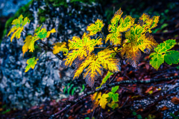 Autumn in Val Raccolana. Between peaks, lakes and streams. Julian Alps and Fontanone di Goriuda