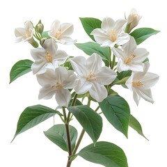 Obraz premium Jessamine, common white Flower isolated on white background.