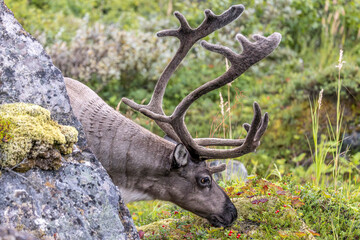 Reindeer feeding at the edge of a fjord on Senja Island, Norway