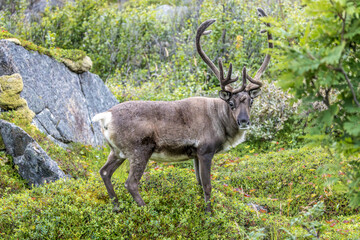 Reindeer feeding at the edge of a fjord on Senja Island, Norway